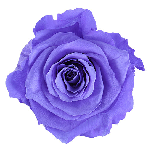 ¿Qué diferencias existen entre las flores preservadas y las flores secas?