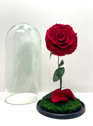 Classic Red Rose Dome