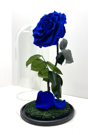 Royal Blue Preserved Rose Dome