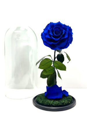 Royal Blue Preserved Rose Dome