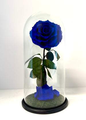 Royal Blue Preserved Rose Dome