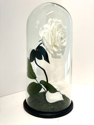 Snow White Rose Dome