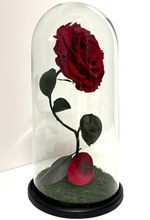 Classic Red Rose Dome