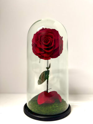 Classic Red Rose Dome