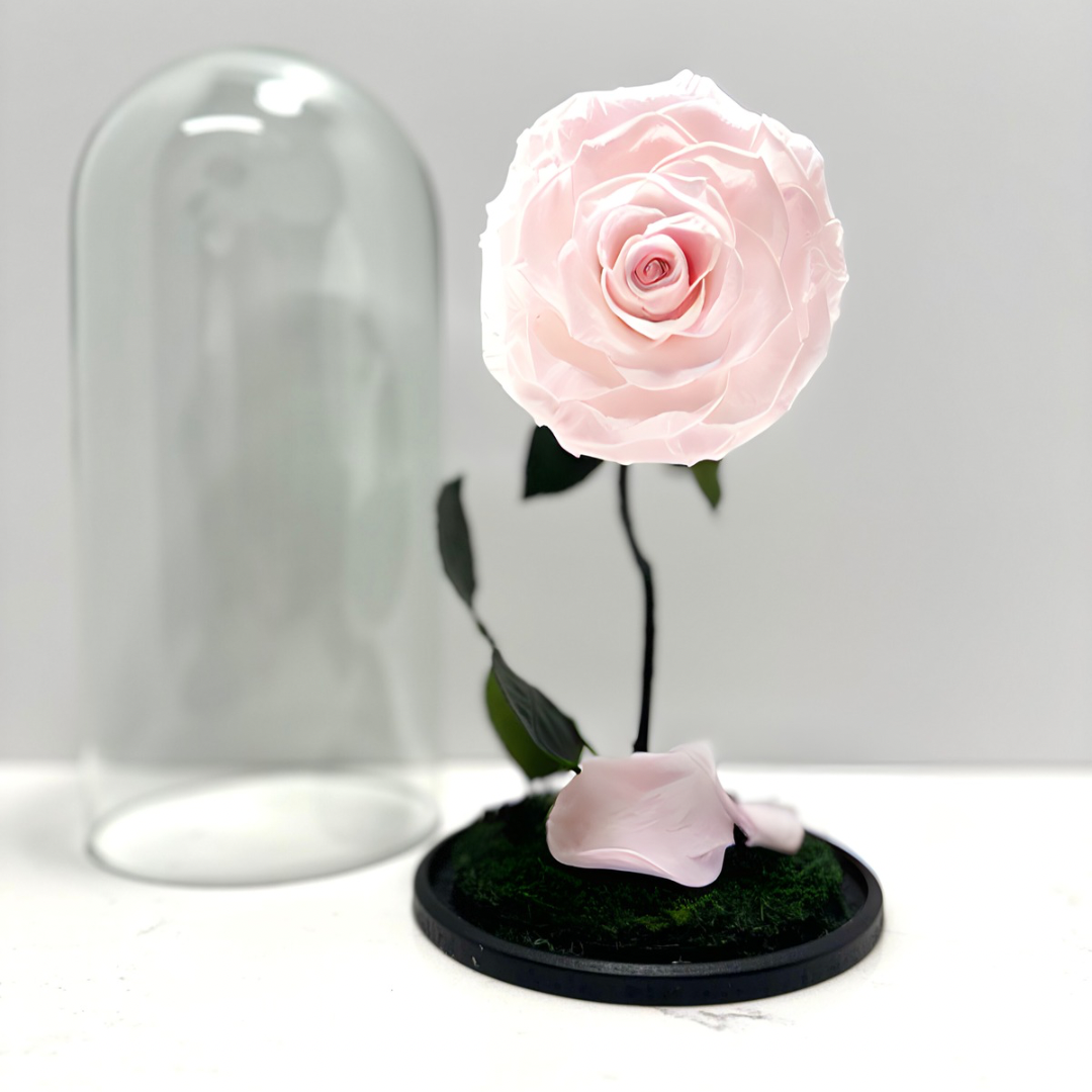 Soft Pink Rose Dome