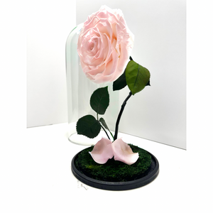 Soft Pink Rose Dome