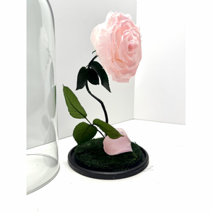 Soft Pink Rose Dome