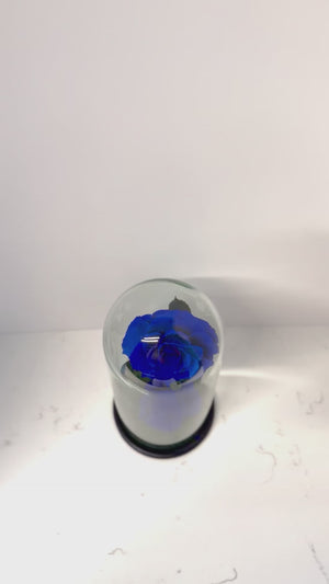 Royal Blue Preserved Rose Dome