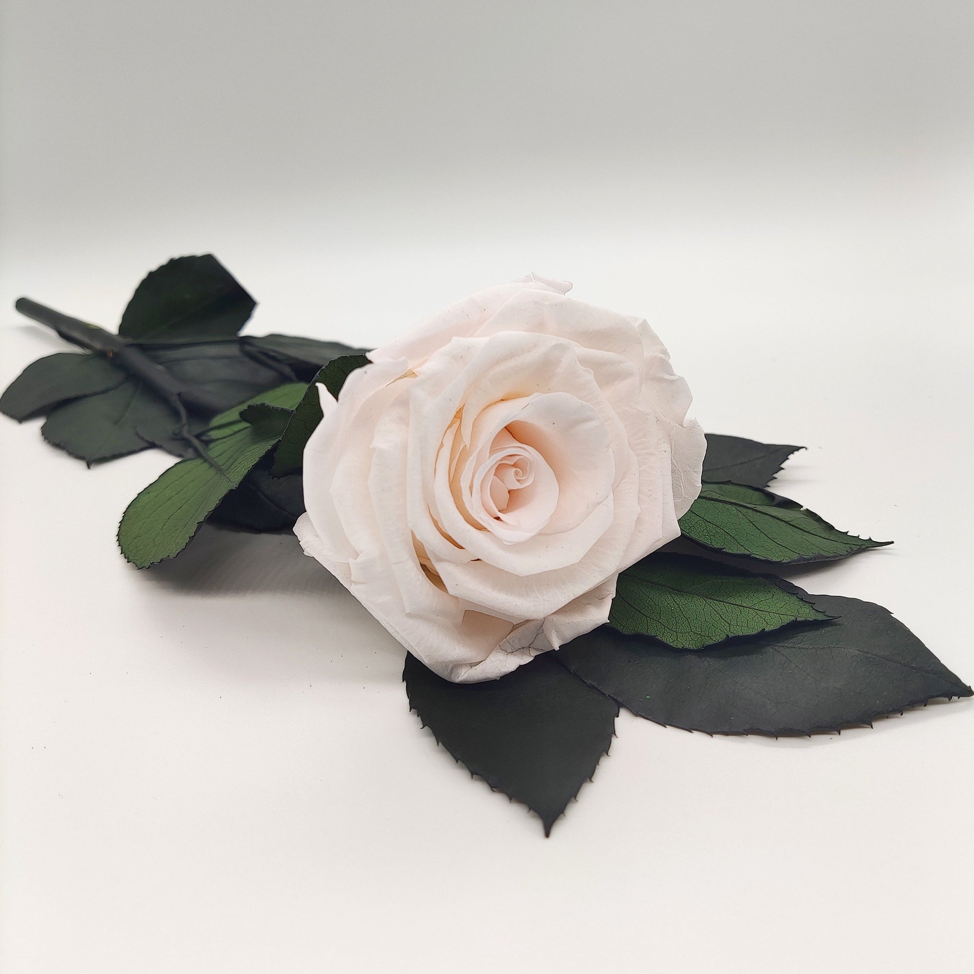 Rosa con tallo 25 cm